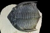 Zlichovaspis Trilobite - Atchana, Morocco #98632-7